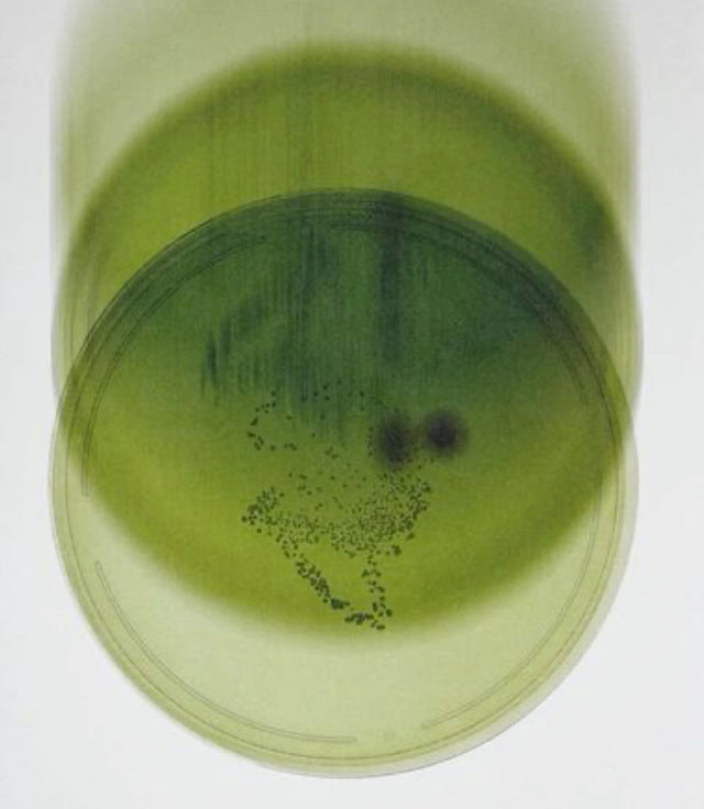 "Kenkō" (健康) and Skin Health
